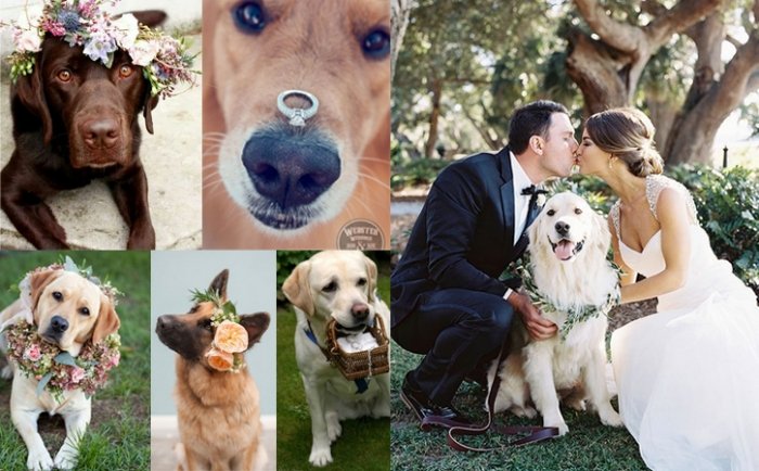 Hundstolle Hochzeitsidee: Der besondere Ringbote