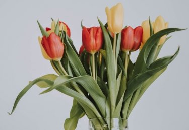 Frische Tulpen