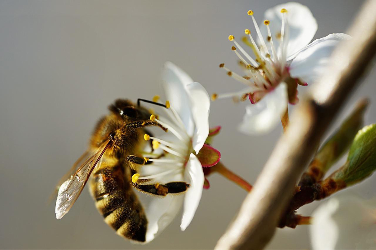 Eine Biene mit dem Makro-Objektiv.