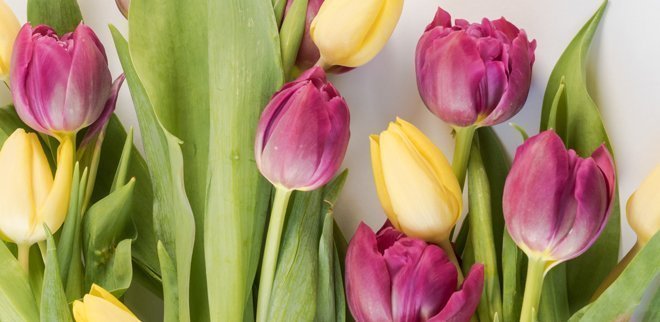 Schöne frische Tulpen: So bleiben Tulpen länger haltbar