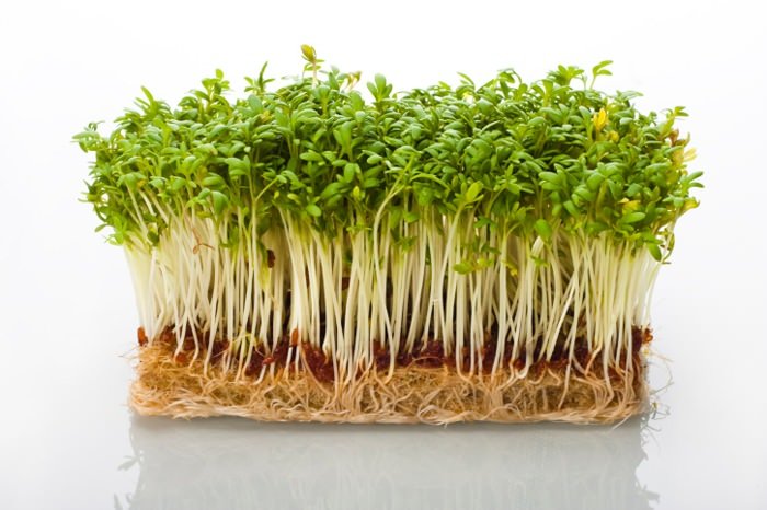Würzige Salatkräuter: Kresse selber pflanzen