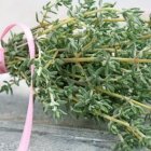 Für die mediterrane Küche: Thymian selber pflanzen