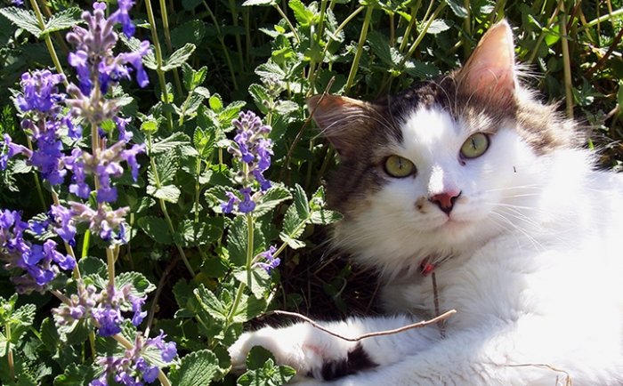 Blumen für einen Südbalkon: Katzenminze