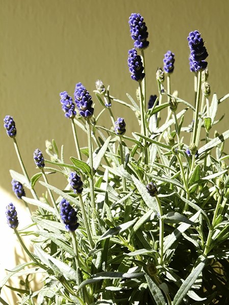 Blumen für einen sonnigen Balkon: Lavendel