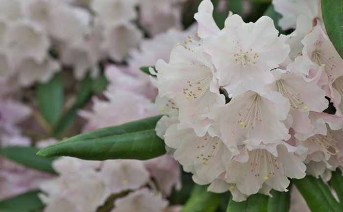 Blumen für den Norddbalkon: Rhododendron