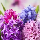 Blumen für einen sonnigen Balkon: Hyazinthen
