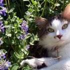 Blumen für einen Südbalkon: Katzenminze