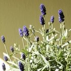 Blumen für einen sonnigen Balkon: Lavendel