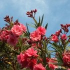Blumen für einen sonnigen Balkon: Oleander