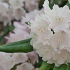 Blumen für den Norddbalkon: Rhododendron