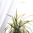 Zimmerpflanzen für dunkle Räume: Drachenbaum (Dracena)