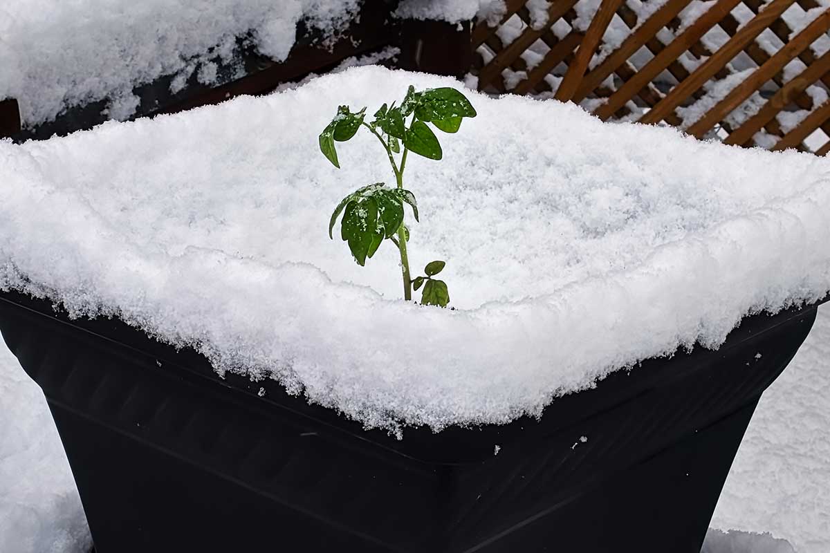Eine Tomate im Schnee auf dem Balkon.